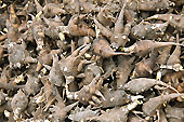Racines de "Ginseng" sur le marché de "Coc Ly" à "Bac Ha" - Viêtnam