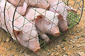 Exposition de cochons sur le marché de "Coc Ly" à "Bac Ha" - Viêtnam