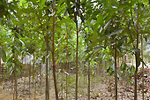Plantation de canneliers sur la route de Sapa - Viêtnam