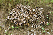 Fagots de feuilles de canneliers séchées sur la route de Sapa - Viêtnam