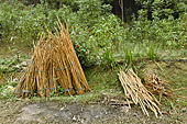 Fagot de branches de canneliers séchées sur la route de Sapa - Viêtnam