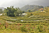 Terrasse de rizières en escalier - Sapa - Viêtnam