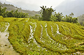 Terrasse de rizières en escalier - Sapa - Viêtnam