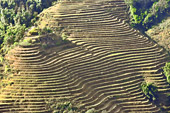 Terrasse de rizières en escalier - Sapa - Viêtnam