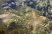Terrasse de rizières en escalier - Sapa - Viêtnam