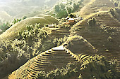 Terrasse de rizières en escalier - Sapa - Viêtnam
