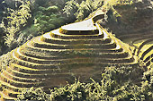 Terrasse de rizières en escalier - Sapa - Viêtnam