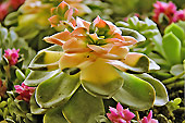 Plante grasse succulente de la famille "Echeveria" - Sapa - Viêtnam