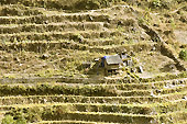 Terrasse de rizières en escalier - Sapa - Viêtnam