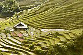 Terrasse de rizières en escalier - Sapa - Viêtnam