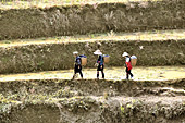 Autocthones marchant sur la terrasse d'une rizière - Sapa - Viêtnam