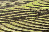Terrasse de rizières en escalier - Sapa - Viêtnam