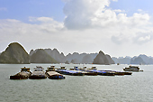 De nombreuses barges mouillent l'ancre dans le port - Baie d'Halong - Viêtnam
