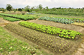 Terrain de cultures de légumes - Viêtnam