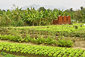 Sépultures au milieu des cultures de légumes - Viêtnam
