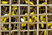 Cage pour l'élevage des cocons dans la ferme de vers à soie - Hoi An - Viêtnam