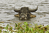 Un buffle qui se rafraîchit dans la rivière - Hoi An - Viêtnam