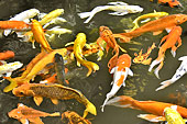 Poissons grouillant dans les plans d'eau du parc de la Cité impériale - Hué - Viêtnam
