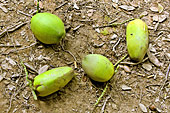 Graines du cacaoyer, fèves de cacao contenues dans ses fruits appelés "cabosses" - Ben Tre - Viêtnam