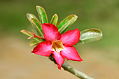 Kalachuchi ou Rose du temple (Plumeria rubra) - My Tho - Viêtnam