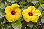 Hibiscus ou Rose de Chine ou Althea (Malvacées - Malvaceae) - My Tho - Viêtnam