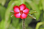 Kalachuchi ou Rose du temple (Plumeria rubra) - My Tho - Viêtnam