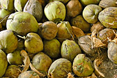 Gros plan de noix de coco - My Tho - Viêtnam
