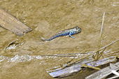 Mudskipper ou poisson amphibie (Périophtalme) dans un arroyos - My Tho - Viêtnam