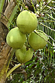 Grappe de noix de coco - My Tho - Viêtnam