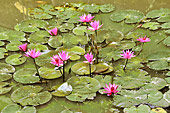 Parterre de fleurs de lotus sacré ou Lotus d'Orient (Nelumbo nucifera) - Viêtnam