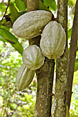 Cabosses de cacaoyer qui contiennent les fèves de cacao - île de Thoi Son - Delta du Mékong - Viêtnam