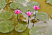Parterre de fleurs de lotus sacré ou Lotus d'Orient (Nelumbo nucifera) - Viêtnam