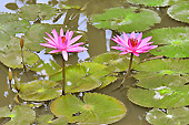 Parterre de fleurs de lotus sacré ou Lotus d'Orient (Nelumbo nucifera) - Viêtnam
