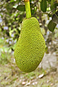 Fruit Jacquier (Artocarpus heterophyllus) - île de Thoi Son - Delta du Mékong - Viêtnam