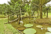 Petit pont enjambant un arroyo - île de Thoi Son - Delta du Mékong - Viêtnam
