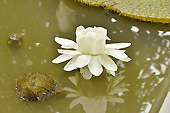 Nénuphar blanc (Nymphéa) - Delta du Mékong - Viêtnam