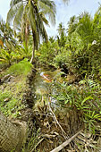 Cheminement à travers la jungle de cocotiers et des arroyos - My Tho - Viêtnam